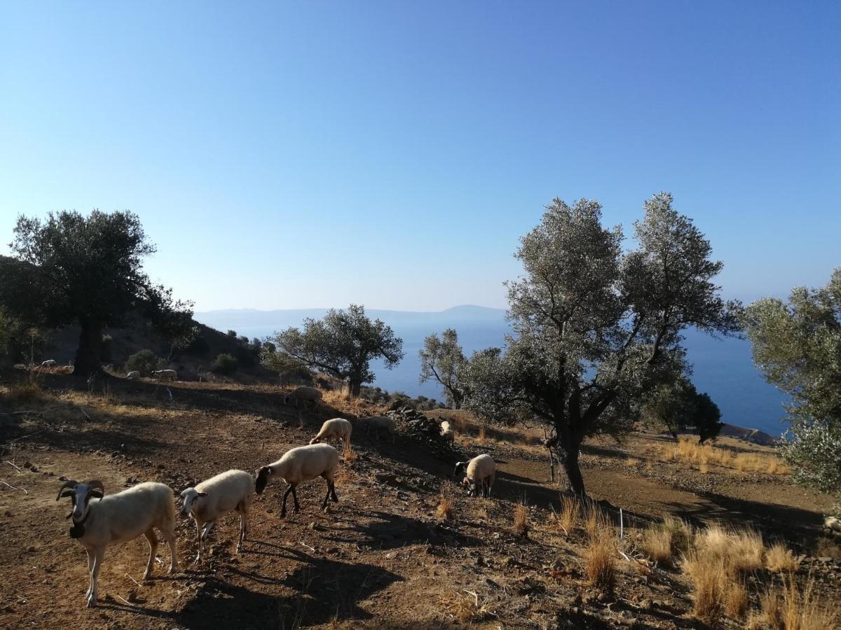 Sea Breeze Ecological Villa Agia Galini Екстериор снимка